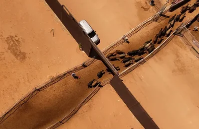 The USDA will resume importing Mexican cattle through specific ports in Arizona and New Mexico after a year-long ban failed to stop the spread of screwworm. The move aims to lower record beef prices caused by tight supplies and domestic herd reductions.