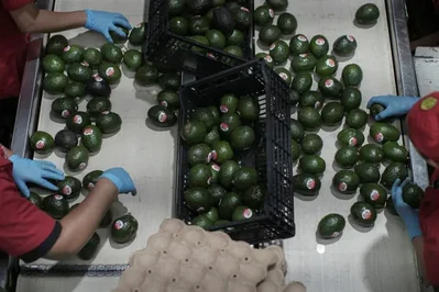 Os Estados Unidos retomaram na totalidade as atividades de inspecao de abacate no estado mexicano de Michoacan, apos preocupacoes de seguranca terem interrompido temporariamente as exportacoes. O embaixador Ron Johnson elogiou os esforcos locais para melhorar as medidas de seguranca.
