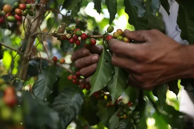 เอลนีโญคุกคามกาแฟโคลอมเบีย
