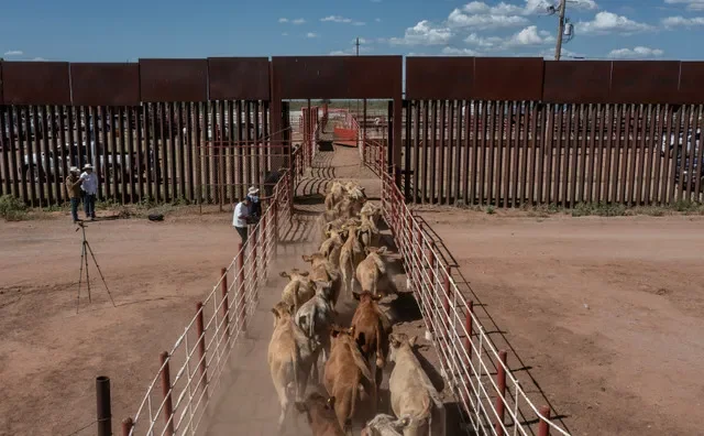 The first group of cattle cross into Douglas, Ariz., from Agua Prieta, Sonora, on Aug. 24, 2026, as Mexico resumed cattle exports to the United States after a screwworm-related suspension.
