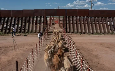 Mexican cattle exports resume in Arizona after a year