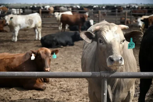 Vacas descansan en el corral de engorde de Lubbock Feeders, que cuenta con 350 acres de corrales, en Lubbock, Texas, EE. UU., el 22 de abril de 2026. REUTERS/Annie Rice