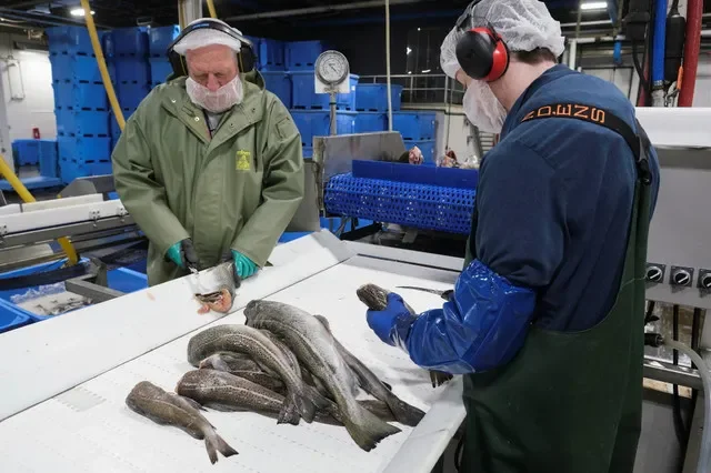 2025年3月25日,在加拿大紐芬蘭阿諾茲科夫,Icewater Seafoods, Inc. 的員工正在處理銷往美國和英國市場的鱈魚。路透社/格雷格·洛克