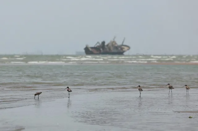 Birds on the beach, with vessels in the Strait of Hormuz visible near the beach of Bandar Abbas, Iran, August 25, 2026. Majid Asgaripour/WANA (West Asia News Agency) via REUTERS