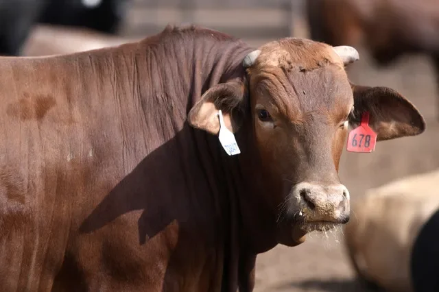 Una vaca permanece en el corral de engorde Lubbock Feeders, que cuenta con 350 acres de corrales, en Lubbock, Texas, Estados Unidos, el 22 de abril de 2026. REUTERS/Annie Rice