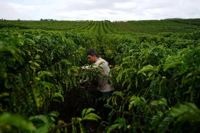 一項最新研究顯示，羅布斯塔咖啡所謂具備應對氣候變遷韌性的說法，只是基於有缺陷研究的網路迷思。該研究主要作者警告，該作物依然容易受到乾旱影響，且高度依賴灌溉。