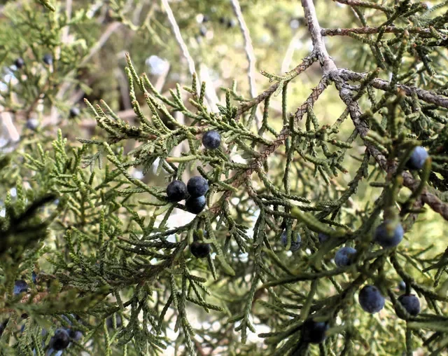 A project funded through the Google commitment is a $2.3 million grant to the Oklahoma Conservation Commission to remove invasive eastern red cedar trees in central Oklahoma and convert cropland in the Panhandle back to native playa wetlands.