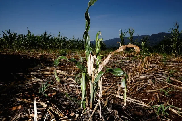 View of a corn crop affected a dry spell in Tacuba, El Salvador, July 24, 2026. REUTERS/Jose Cabezas