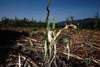 El Nino Triggers Central America Food Crisis