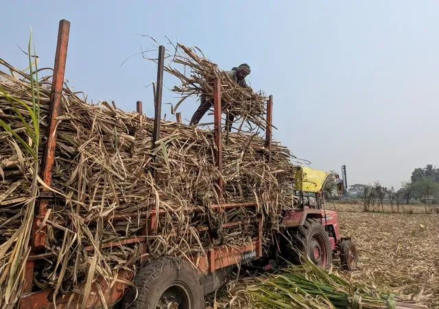 資料圖片:2026年2月17日,印度西部馬哈拉施特拉邦戈爾哈布爾區的一處農田,一名男子將甘蔗裝上車輛。REUTERS/拉金德拉·賈達夫/資料圖片