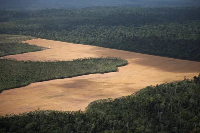 FOTO DE ARCHIVO: Vista aérea de una plantación en la selva amazónica durante un sobrevuelo de Greenpeace en el marco de la Conferencia de las Naciones Unidas sobre el Cambio Climático (COP30), cerca de Centro Novo, estado de Maranhão, Brasil, el 13 de noviembre de 2025. REUTERS/Adriano Machado/Foto de archivo