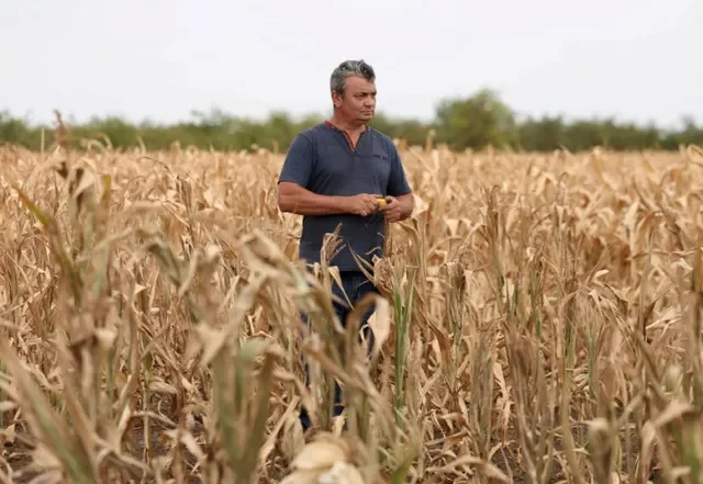 FILE PHOTO: Farmer Karoly Kovacs walks in his drought-stricken corn field as record heatwaves and drought have aggravated climate risks for farmers in Hajduszoboszlo, Hungary, August 26, 2026. REUTERS/Bernadett Szabo/File Photo