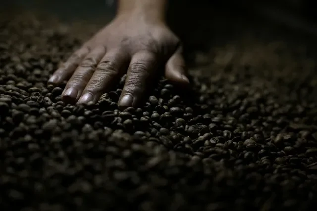 FILE PHOTO: A worker checks roasted coffee beans at a farm near Brasilia, Brazil July 15, 2025. REUTERS/Adriano Machado/File Photo
