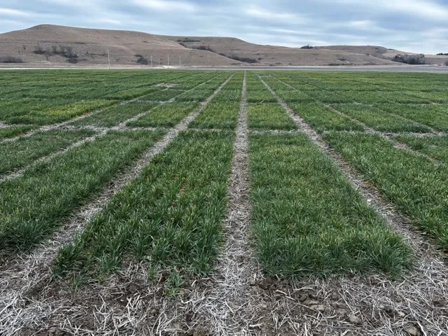 แปลงทดลองข้าวสาลีฤดูหนาว ณ ศูนย์วิจัยของ Syngenta ในเมืองจังก์ชันซิตี รัฐแคนซัส สหรัฐฯ เมื่อวันที่ 19 กุมภาพันธ์ 2026 ภาพถ่ายโดยใช้โทรศัพท์มือถือ REUTERS/Julie Ingwersen