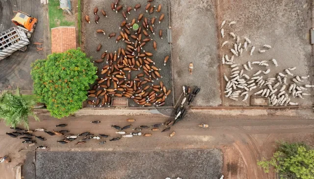 FILE PHOTO: A drone image shows cattle entering a feedlot at CMA Farm in Barretos, Sao Paulo state, Brazil, December 4, 2025.