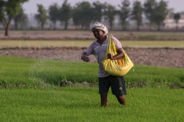 FILE PHOTO: A farmer spreads fertiliser on a paddy field in Karnal, northern state of Haryana, India, June 17, 2026. REUTERS/Bhawika Chhabra/File Photo