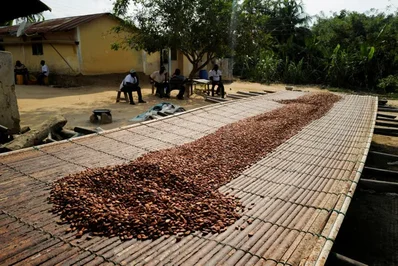 Ghana Cocoa Board Seeks 1.4B in Local Financing