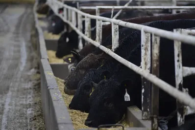 Kansas Ranchers Oppose Trump Beef Plan