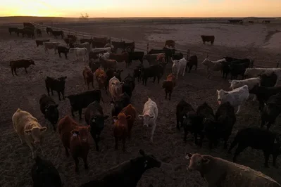 US Immigration Crackdown Disrupts Kansas Beef Processing