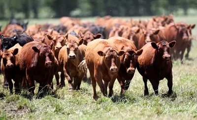 Japan Opens Market to Argentine Beef