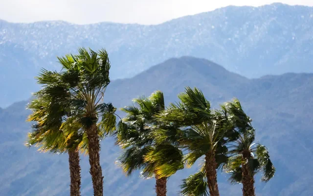 拉金塔的棕櫚樹在強風中劇烈搖晃。