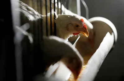 El brote avícola en Brasil plantea un riesgo limitado