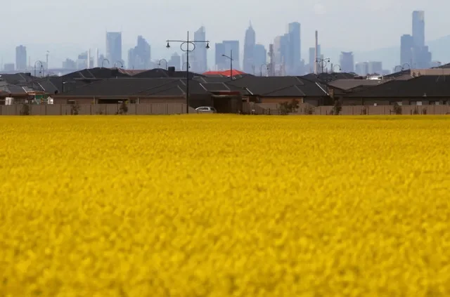 資料圖片:2010年9月8日,墨爾本郊外一處新建住宅區附近的芥花籽田。路透社/米克·齊卡斯