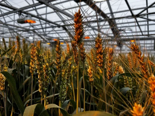 FOTO DE ARCHIVO: Trigo híbrido en un centro de investigación de Syngenta en Junction City, Kansas, EE. UU., el 19 de febrero de 2026. Fotografía tomada con un teléfono móvil. REUTERS/Julie Ingwersen/Foto de archivo